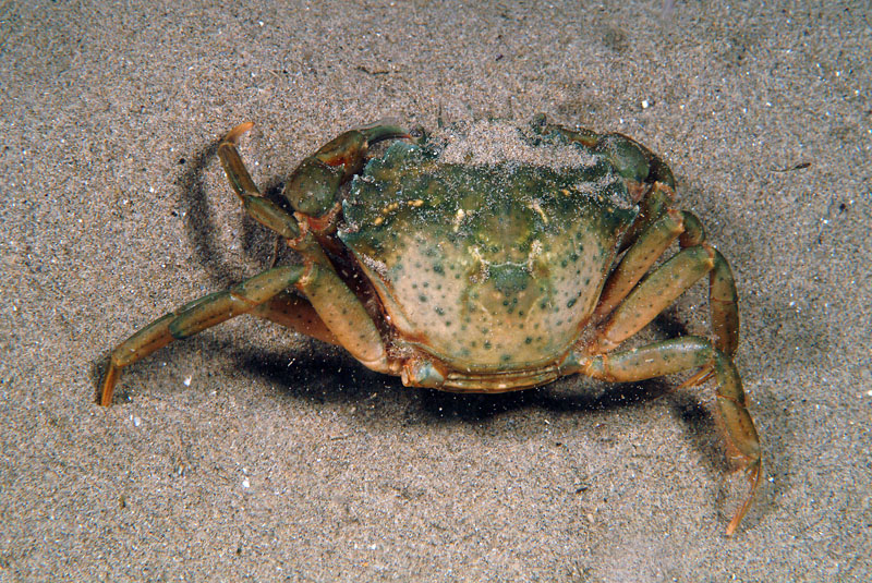 Carcinus mediterraneus